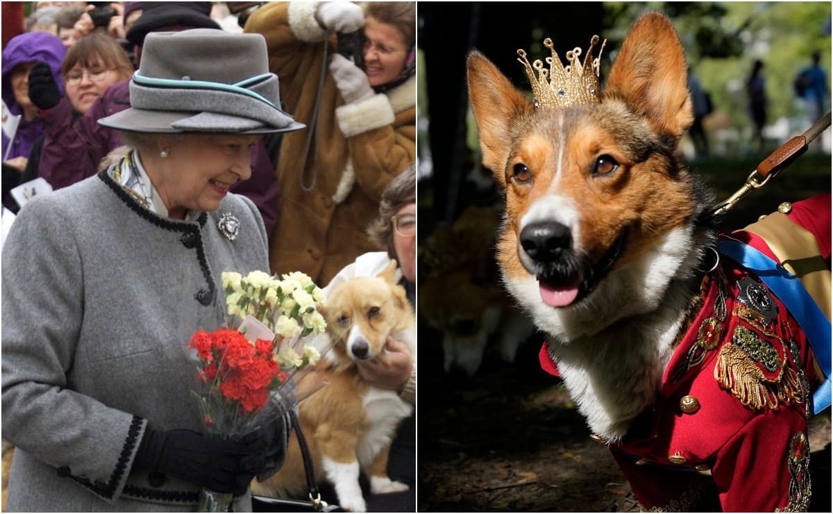 Recuerdan a Isabel II, a un año de su muerte, con tierno desfile de corgis