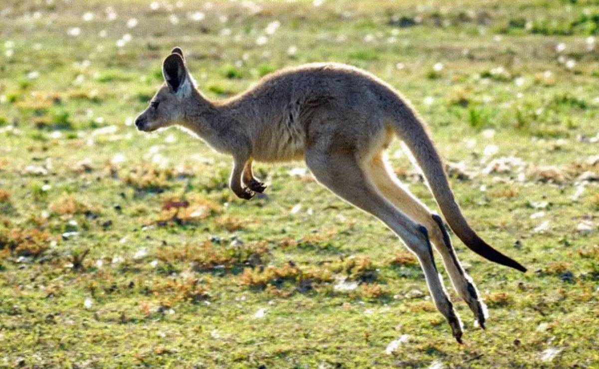 ¿Humanidad o masacre? Proponen sacrificar millones de canguros en Australia para que no “mueran de hambre”