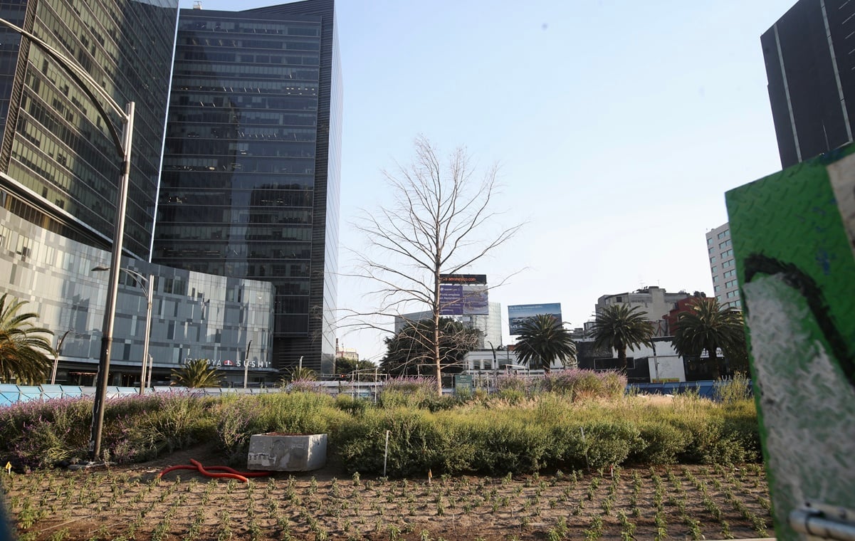 Esta es la historia del ahuehuete de Paseo de la Reforma, antes de que anunciaran su retiro