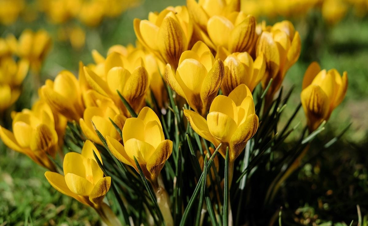 ¿Cuándo y por qué se regalan flores amarillas en septiembre?