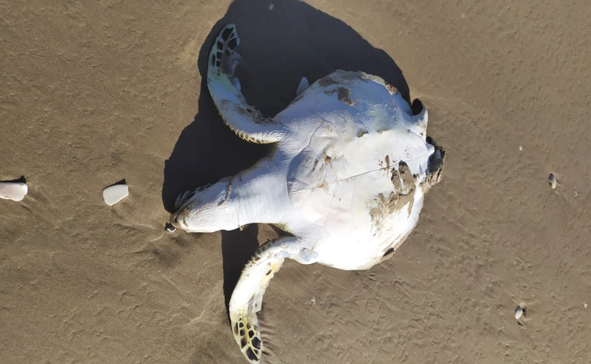 Registran muerte masiva de tortugas marinas en Tamaulipas