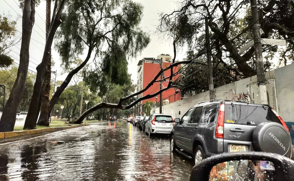 Lluvias en la Ciudad de México causan árboles caídos y encharcamientos