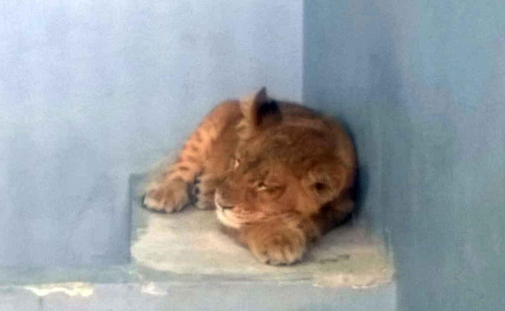 ​Aseguran a cachorro de león en Tijuana