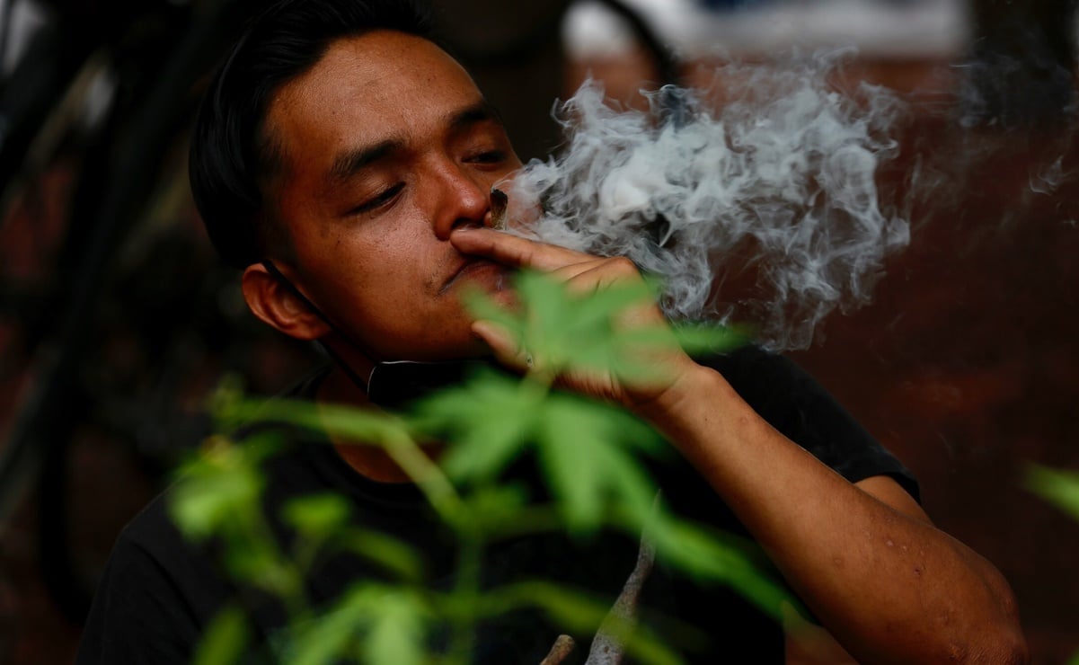 Corte anula prohibición del uso lúdico de la marihuana