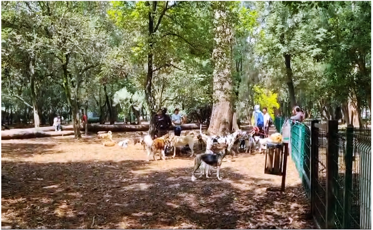 Tras reapertura, perros y paseadores disfrutan del Parque Canino “Gandhi II” de Chapultepec