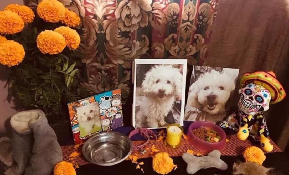 Día de Muertos 2023: ¿Cuándo se pone la ofrenda para mascotas y qué debe llevar?