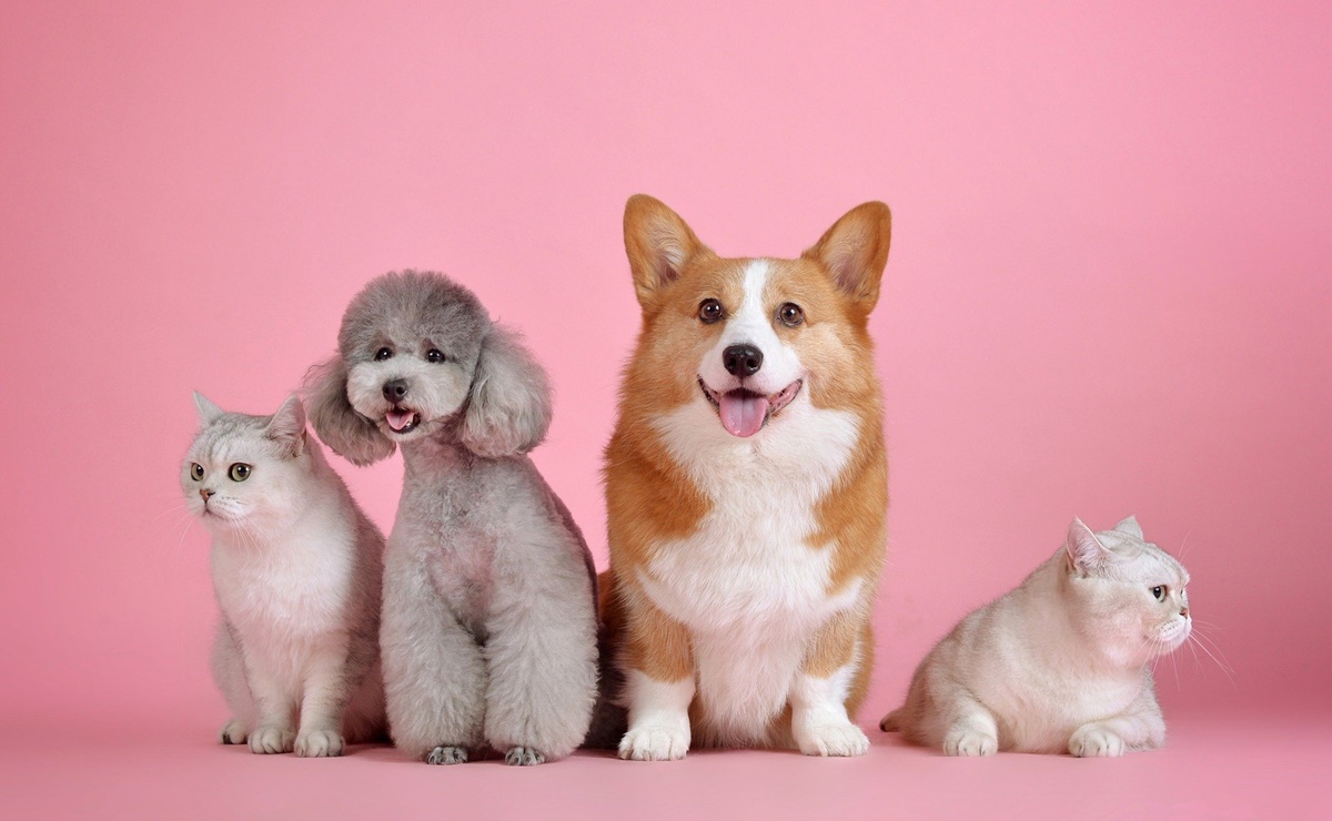 Las mascotas mejoran la salud cognitiva y reducen el riesgo de discapacidad