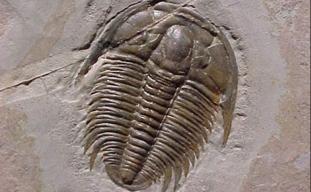 Hallan en Marruecos fósiles de trilobites con partes blandas y patas