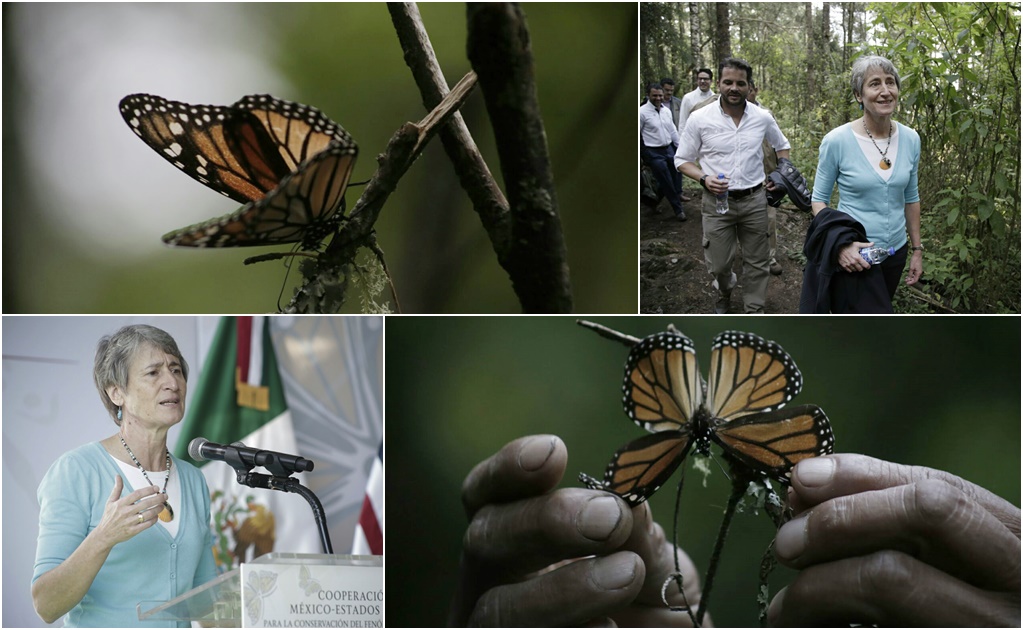 Arribarán 4 veces más mariposas Monarca que en 2014
