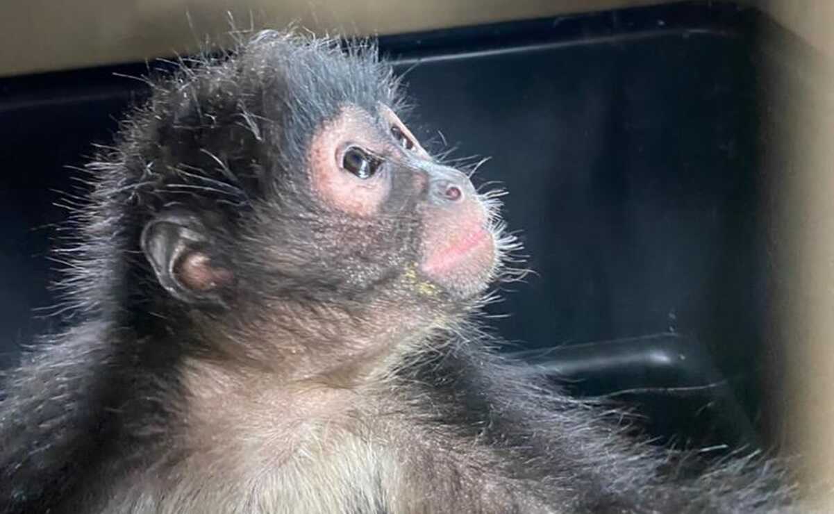 Rescatan a mono araña que se metió a una casa en Ecatepec  
