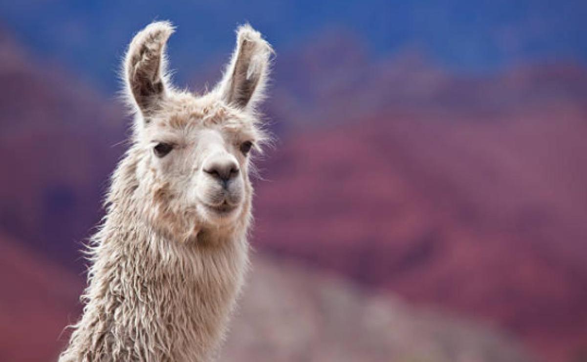 Perú condena matanza de 100 vicuñas y anuncia duras sanciones a responsables