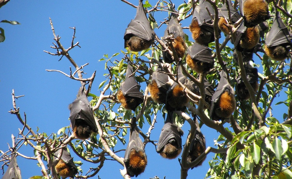 Murciélagos, su adaptación genética para sobrevivir al cambio climático