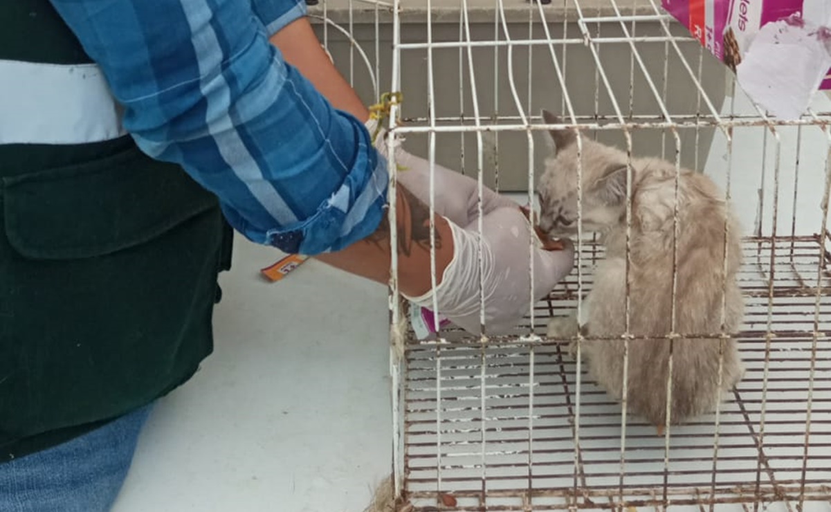 Trasladan a Hospital Veterinario a 35 gatos rescatados durante incendio en Mercado Sonora 
