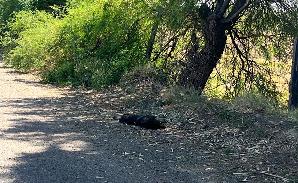 Denuncian presunto envenenamiento masivo de animales en Durango