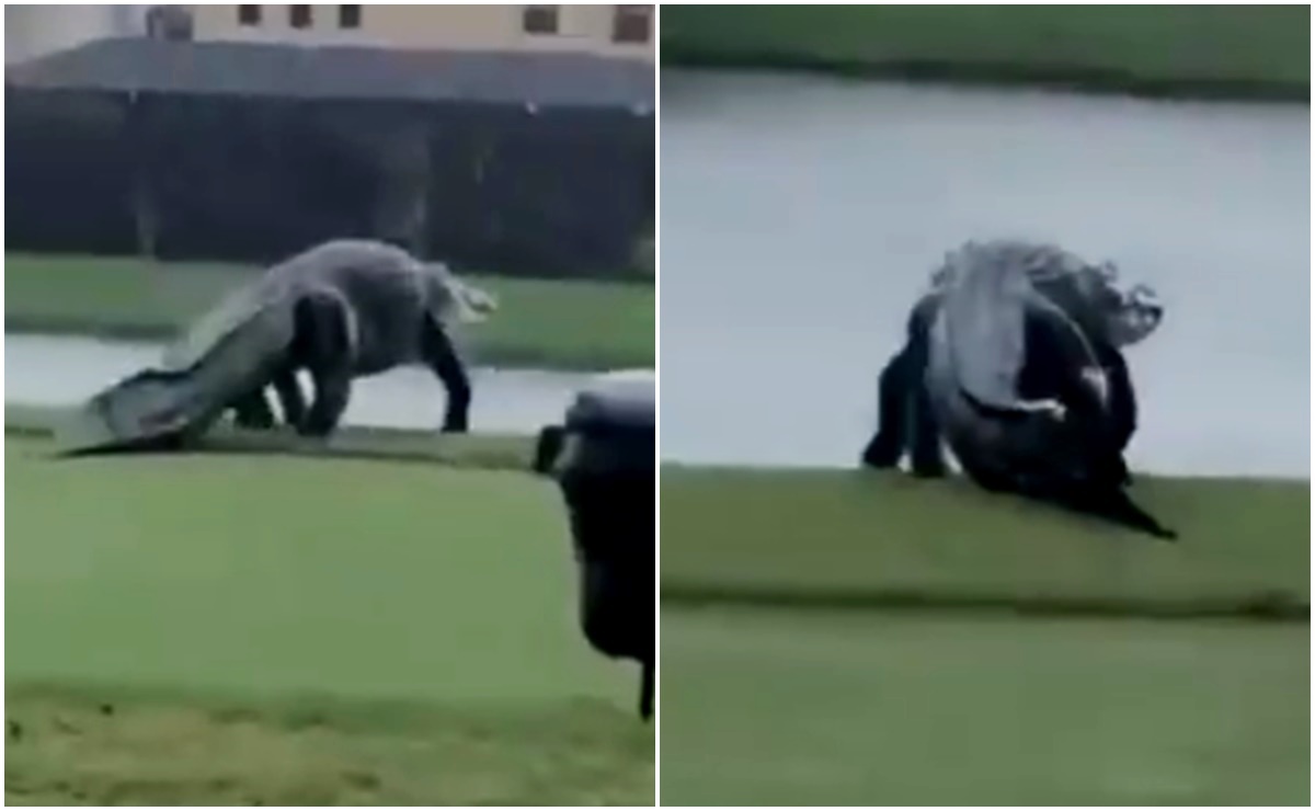 Al estilo 'Jurassic Park', captan a cocodrilo 'gigante' en campo de golf en Florida