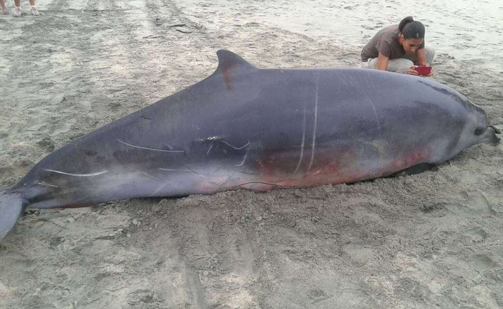 Hallan ballena muerta en Puerto Escondido