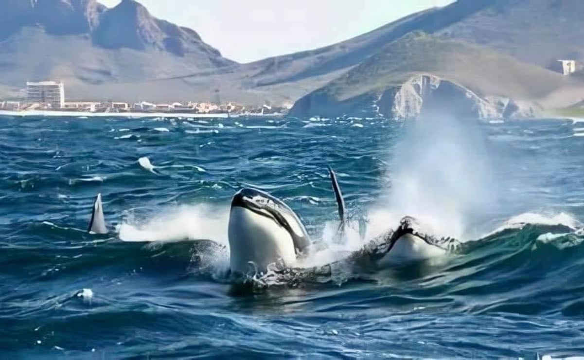 Captan espectaculares imágenes de orcas en el Mar de Cortés