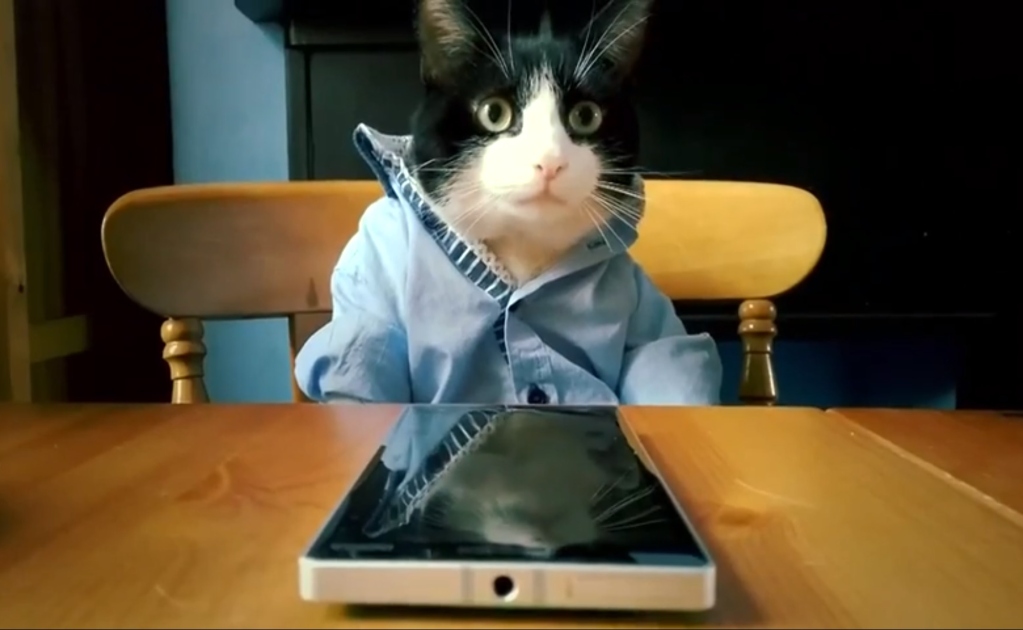 El día que Nokia vendió celulares con gatitos