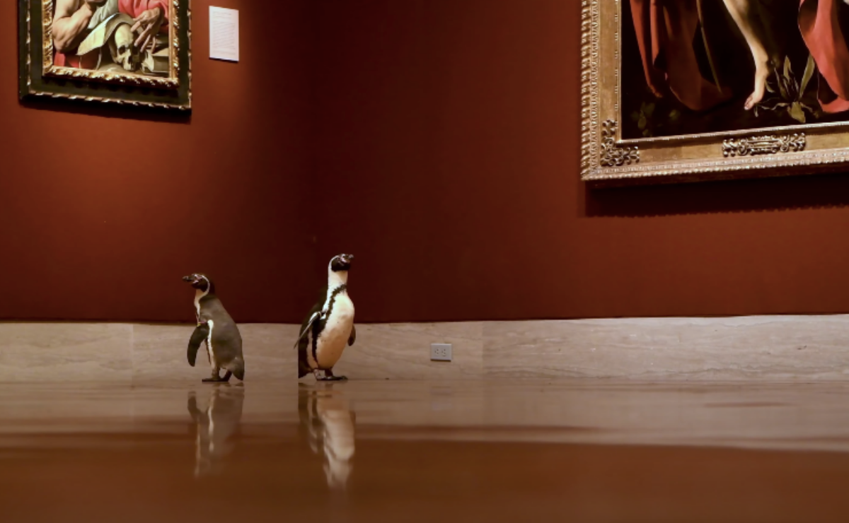 Video. Pingüinos del Zoológico de Kansas City pasean por museo de arte 