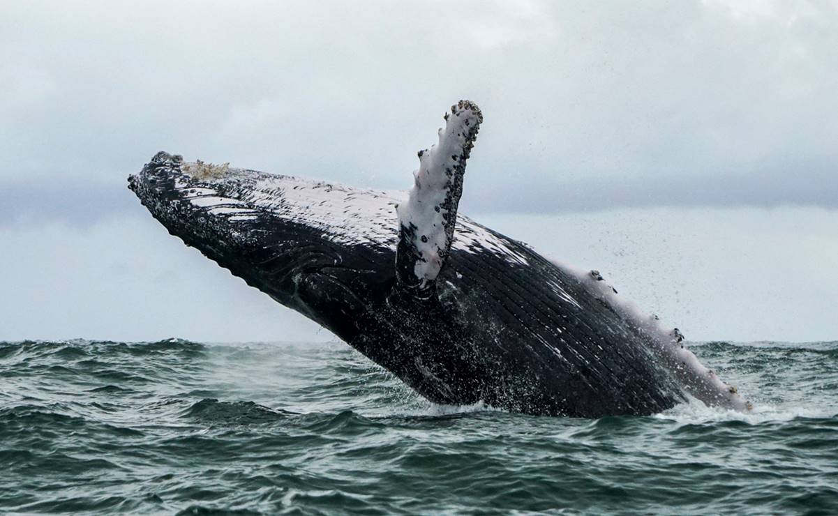 Una ballena se “traga” a un pescador frente a Massachusetts, EU; lo escupe vivo