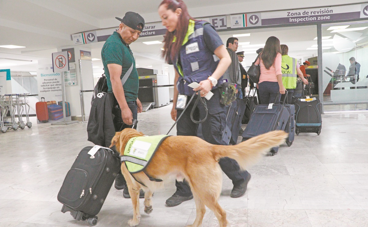 Perros antiplagas y fiebres, en aeropuertos