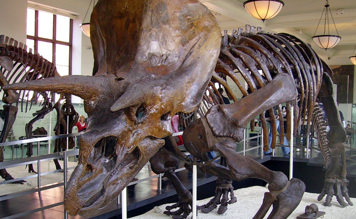 Investigadores estudian a "Big John", el esqueleto fósil de triceratops más grande jamás visto