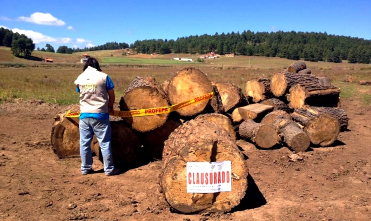 Aseguran madera y maquinaria en dos aserraderos