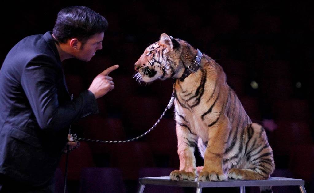 Mexican circuses struggle to adapt after wild animal ban comes into effect