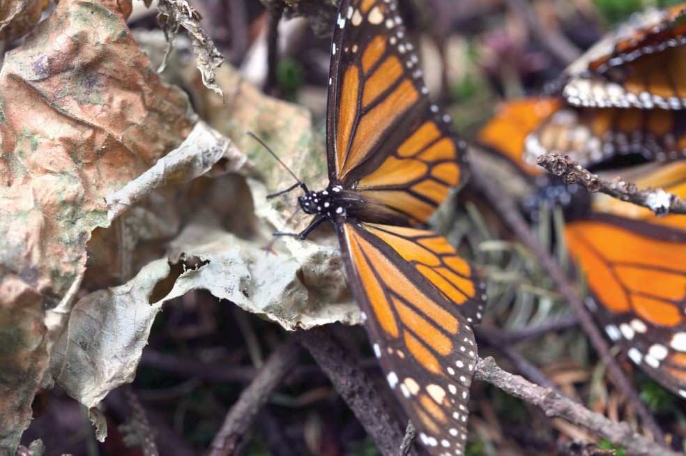 Buscan proteger santuario de la mariposa monarca 
