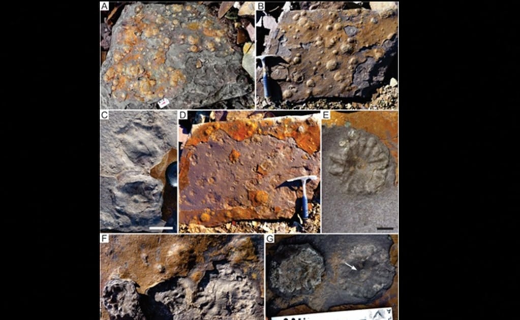 Hallan fósiles de 500 millones de años inéditos en Sudamérica