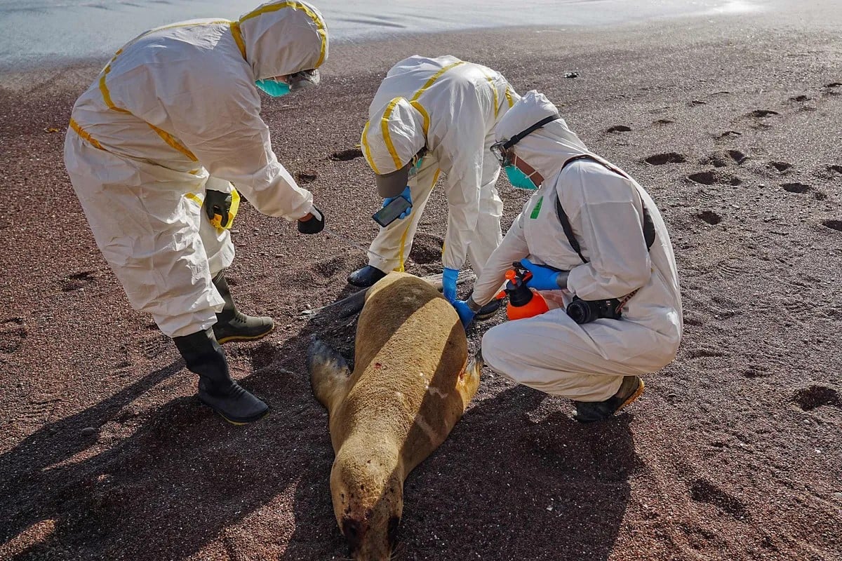 Reportan 3 mil 500 muertes de lobos marinos en Perú por presunta gripe aviar