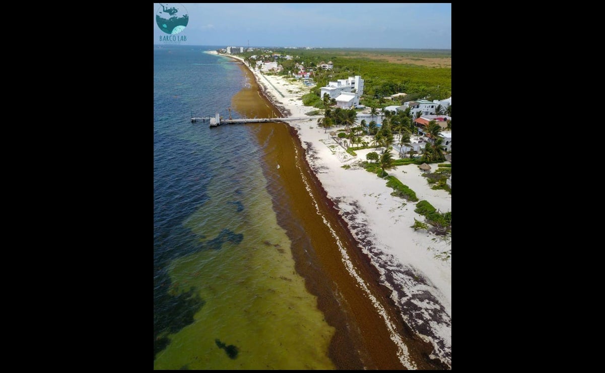 “Nos ahogamos”: alertan en Quintana Roo por presencia masiva de sargazo