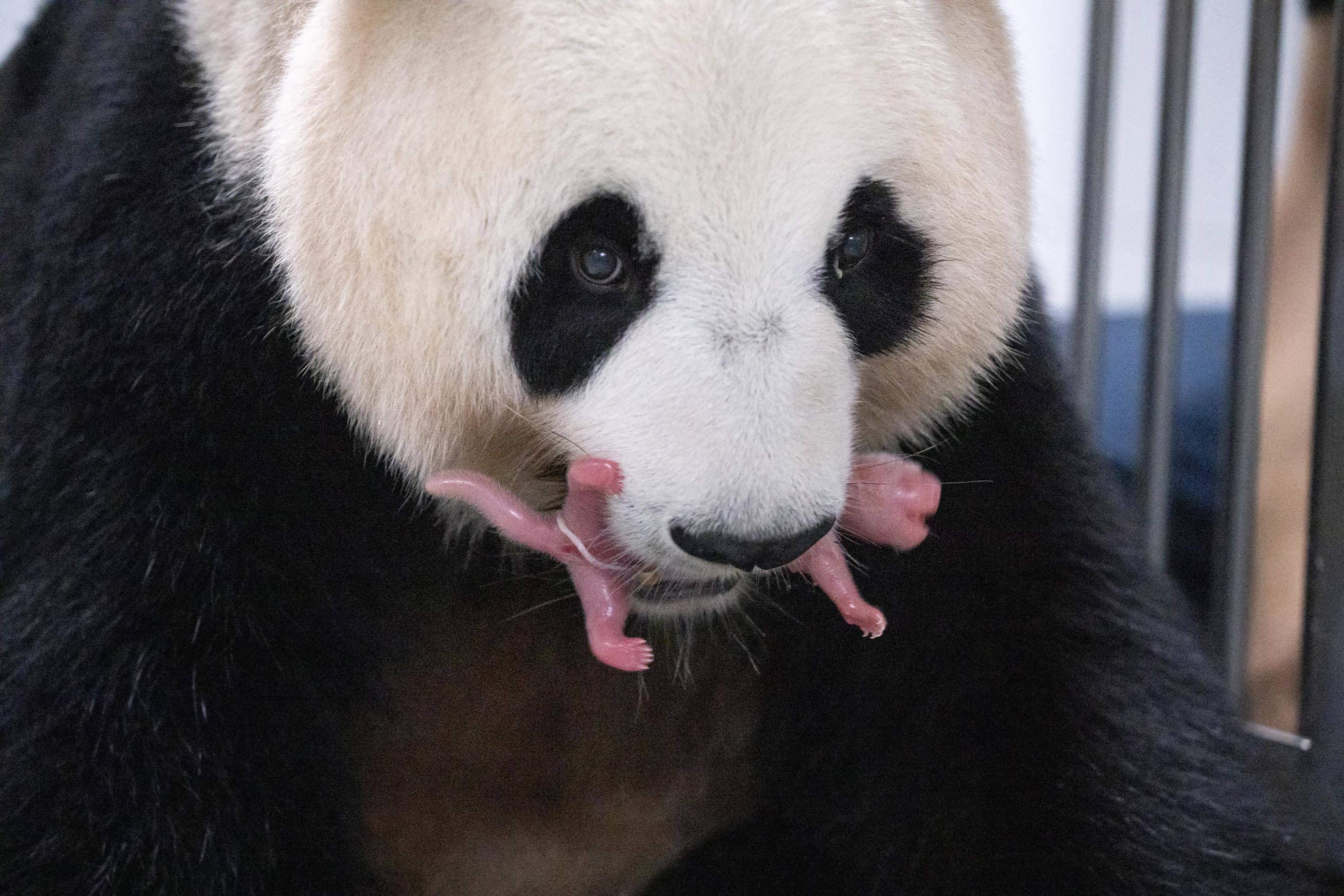 ¡Por primera vez! En Corea del Sur nacen pandas gemelas