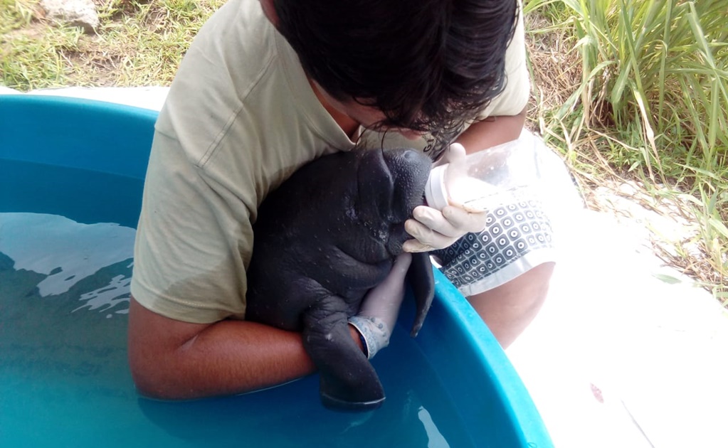 Rescatan cría de manatí en Tabasco