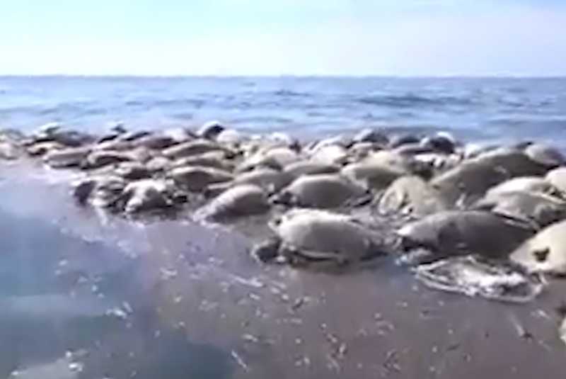 Mueren 300 tortugas en costas de Oaxaca
