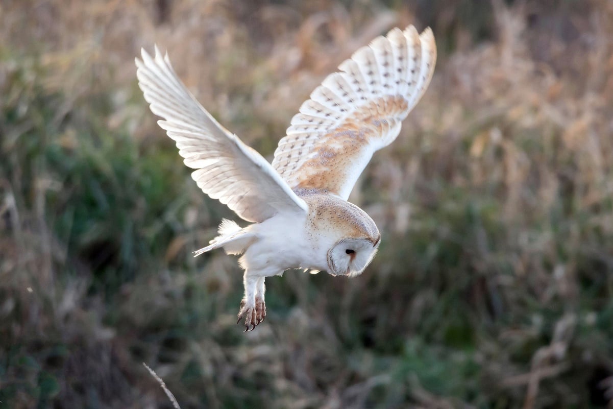 Secretaría del Medio Ambiente logra reintroducir a su hábitat a aguilillas, halcones, búhos y lechuzas