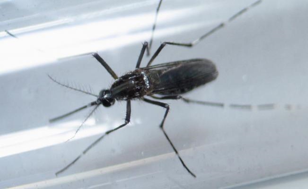 Two-hundred and twenty-two cases of Zika in Mexico