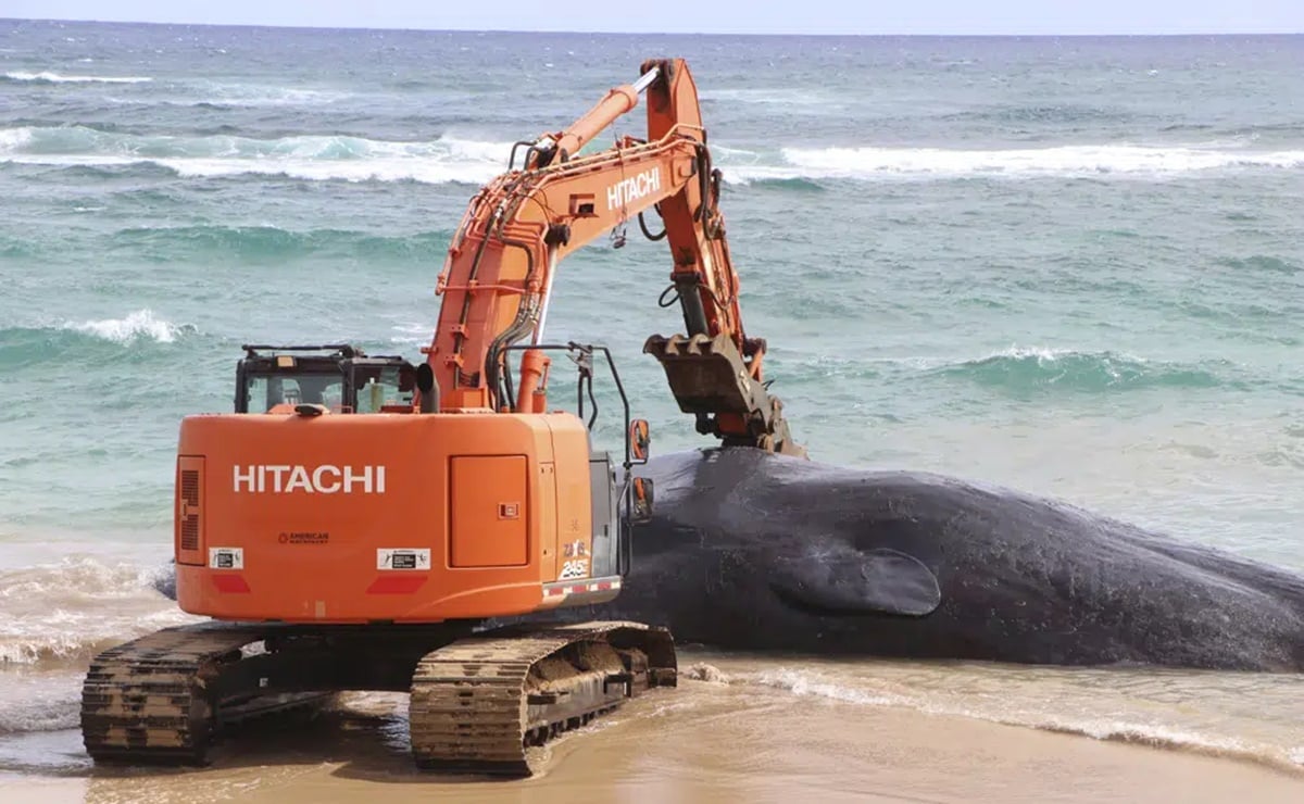 Hallan a ballena muerta en Hawai; tenía toneladas de plástico en el estómago