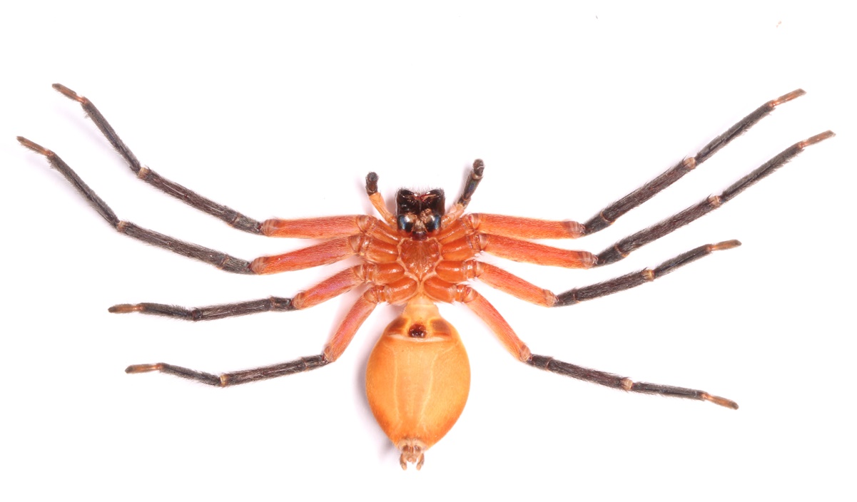 Descubren en zona protegida de la selva amazónica a la araña cangrejo gigante