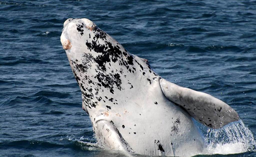 Avistan raro ejemplar de ballena albina