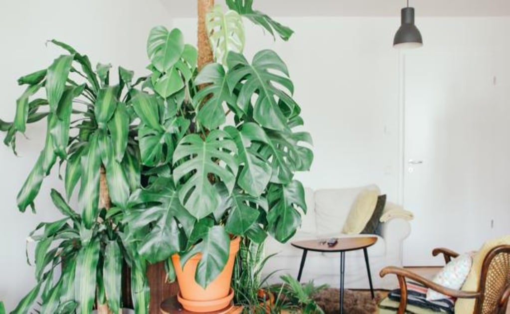 Abundancia en casa: Dónde colocar las plantas según el Feng Shui