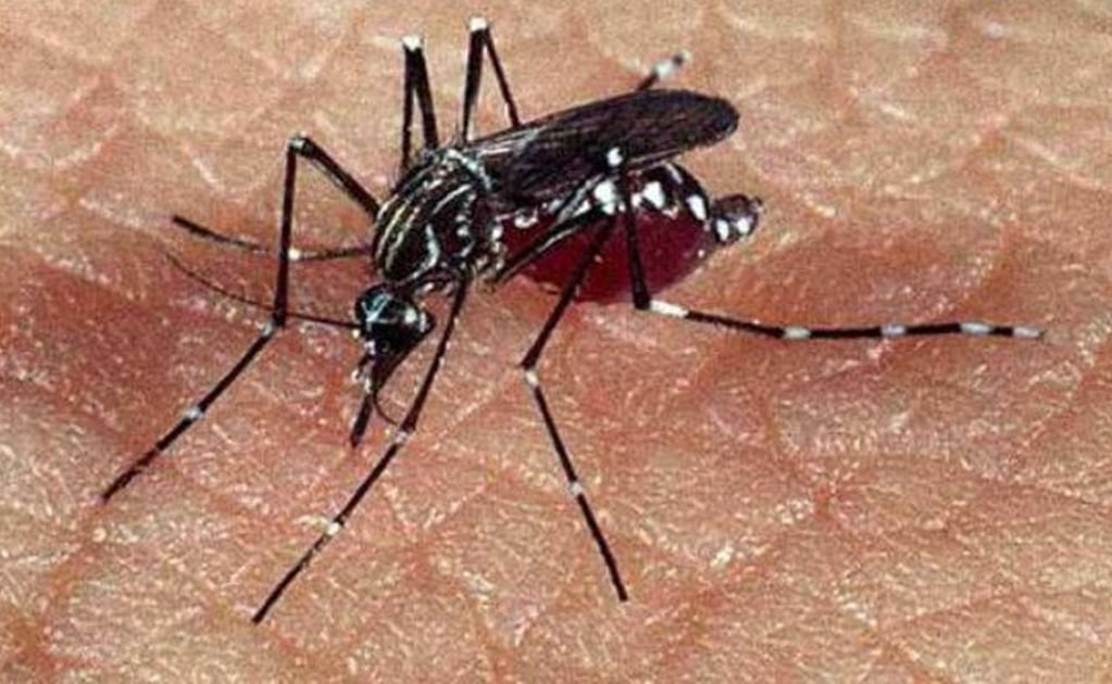 Confirman presencia del “mosco negro” en Yucatán