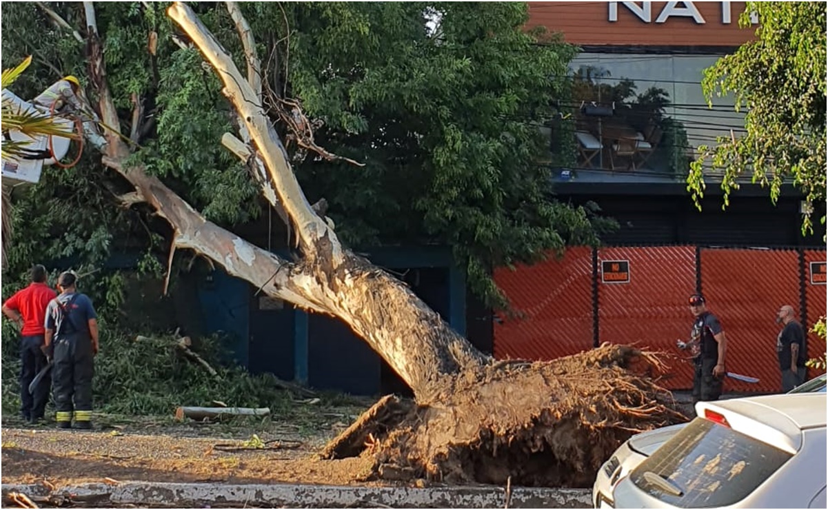 Cae árbol de eucalipto sobre cables de la CFE en calzada Echegaray; vecinos se quedan sin luz