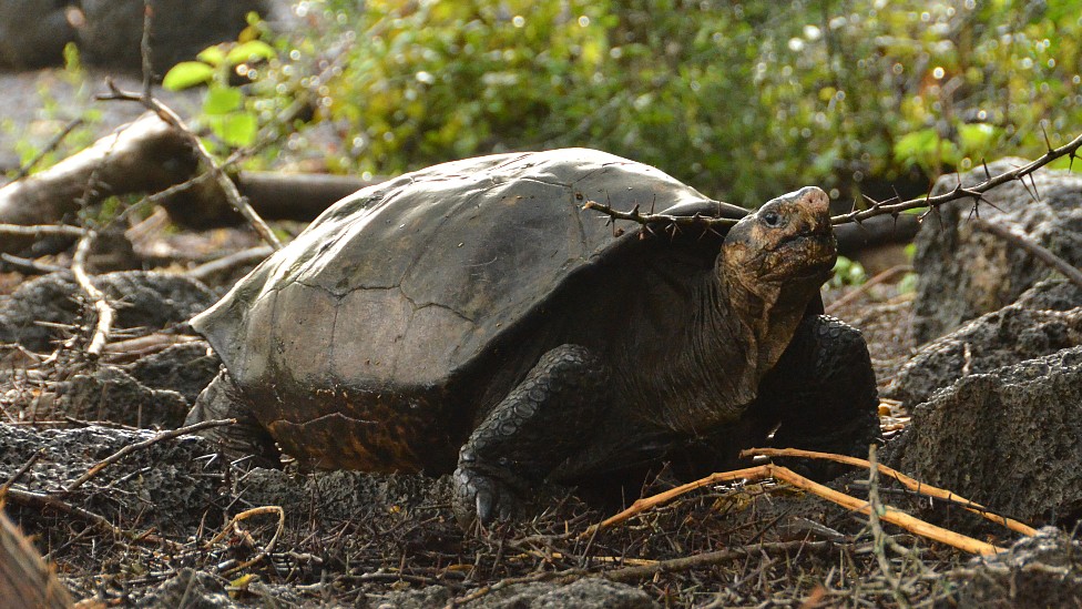 ¿Qué representa el hallazgo de una tortuga que se creía extinta en Galápagos?