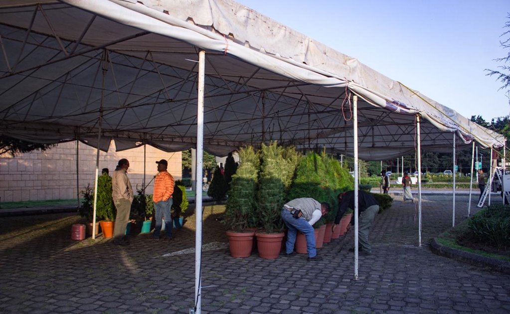 Edomex prevé superar derrama económica en venta de árboles navideños