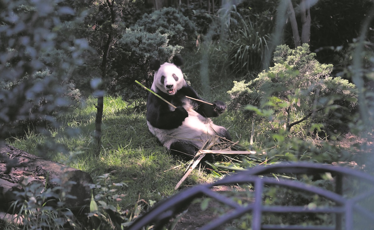 Xin Xin, la última panda latina vive en Chapultepec