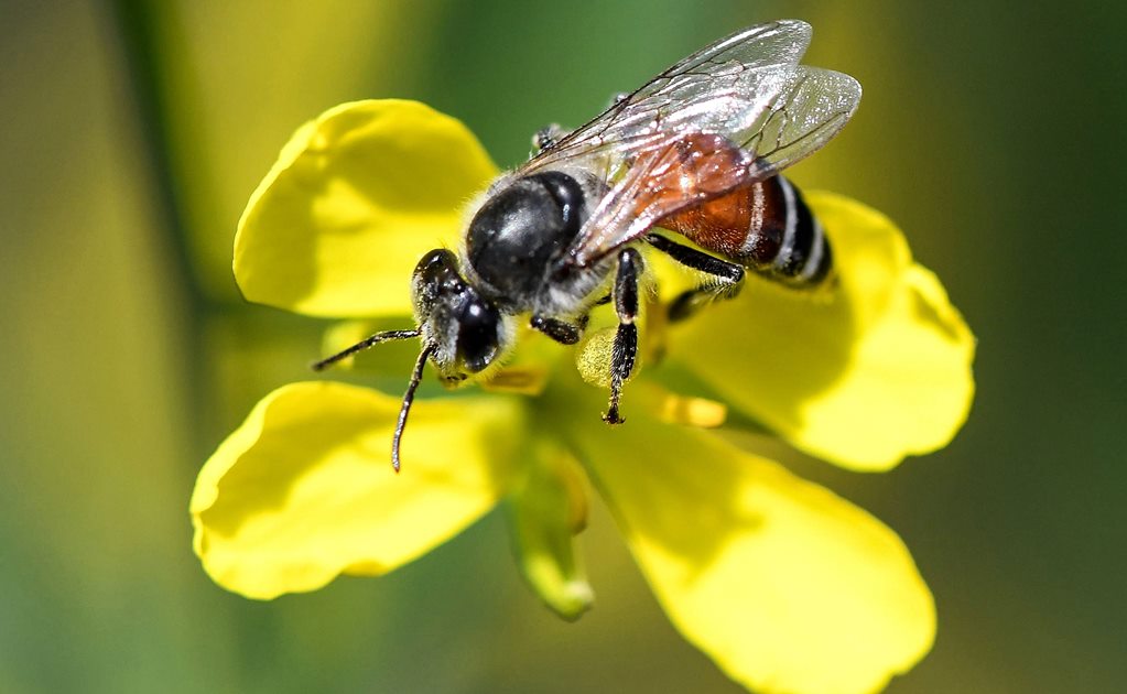 Alertan sobre la reducción de poblaciones de abejas a nivel mundial