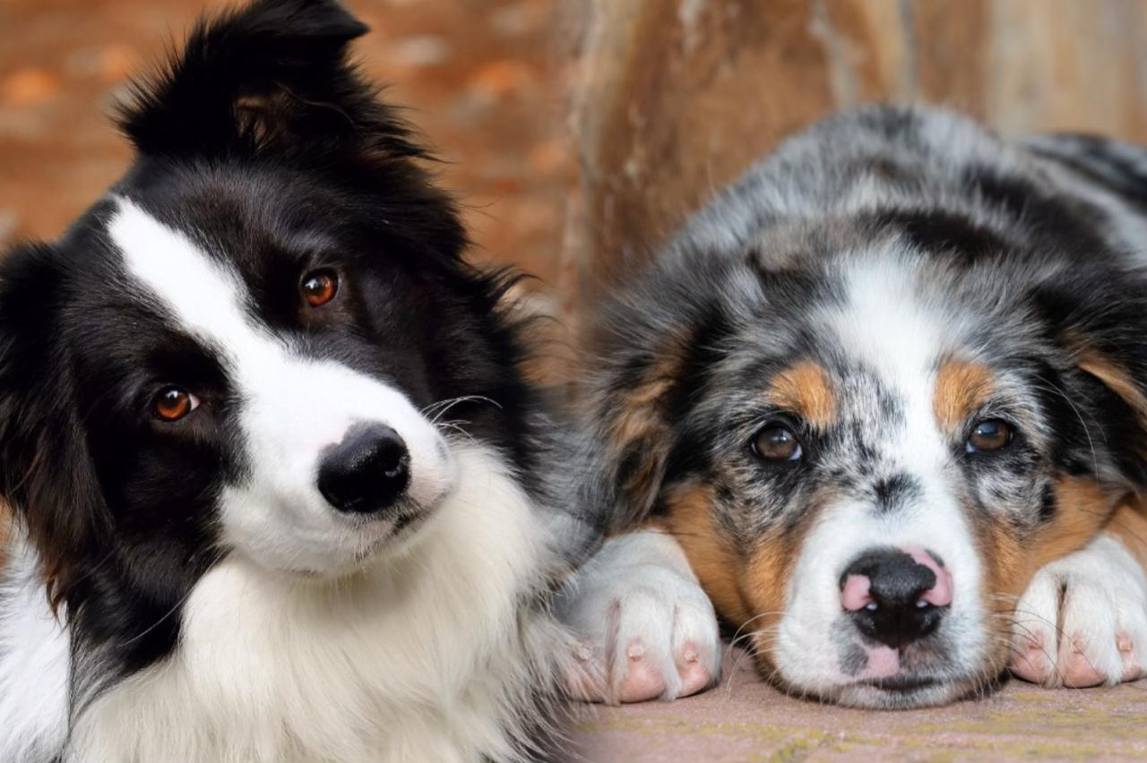 7 razas de perros más propensas a tener ansiedad, según los expertos