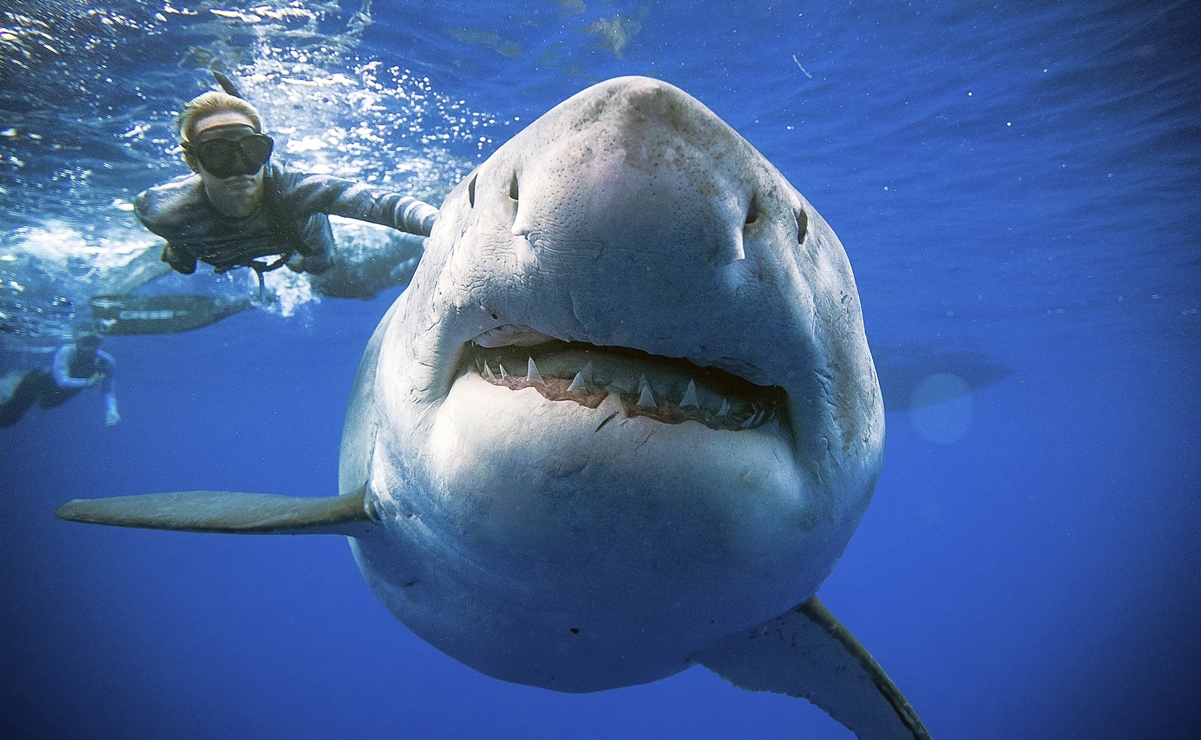Tiburones, en peligro por unas vacunas contra el Covid-19: ONG