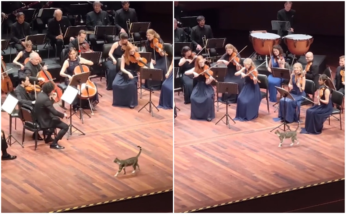 ¡Michi director de orquesta! Gatito se roba el show durante concierto de música clásica en Turquía